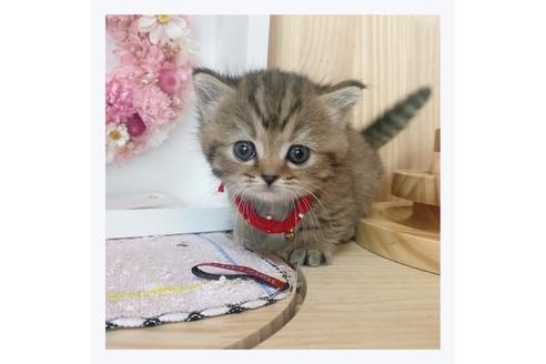 成約済の長野県のマンチカン-26087の2枚目