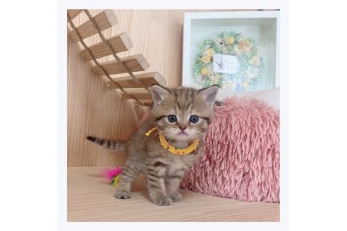 成約済の長野県のマンチカン-26090の1枚目