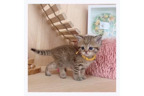 成約済の長野県のマンチカン-26090の5枚目