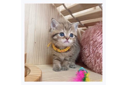 成約済の長野県のマンチカン-26090の4枚目