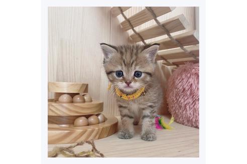 成約済の長野県のマンチカン-26090の3枚目