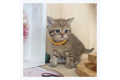 成約済の長野県のマンチカン-26090の2枚目