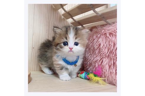 成約済の長野県のマンチカン-26092の1枚目