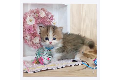 成約済の長野県のマンチカン-26092の5枚目