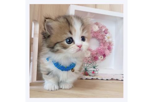 成約済の長野県のマンチカン-26092の4枚目