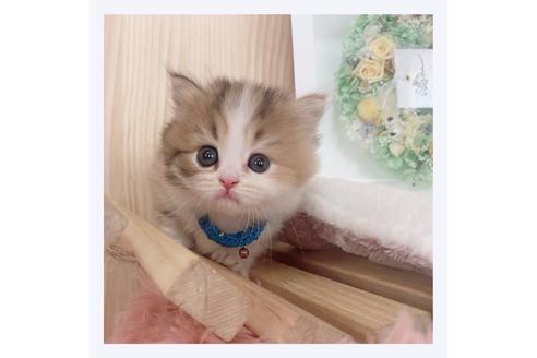 成約済の長野県のマンチカン-26092の3枚目