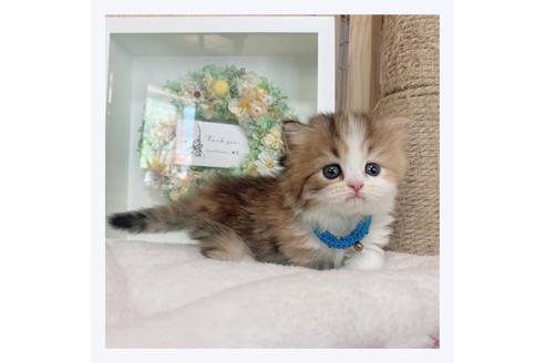 成約済の長野県のマンチカン-26092の2枚目