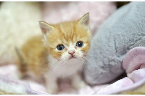 その他の猫種の子猫を探す 19ページ目 子猫ブリーダーナビ