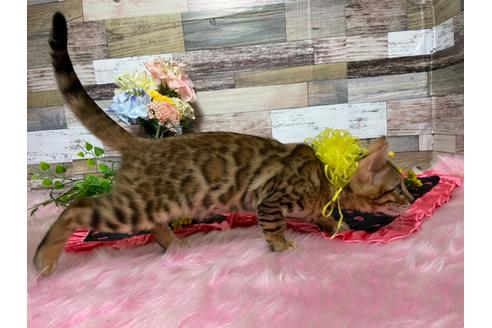成約済の神奈川県のベンガル-24329の2枚目