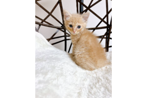 50万円以下のその他の猫種の子猫を探す 23ページ目 子猫ブリーダーナビ