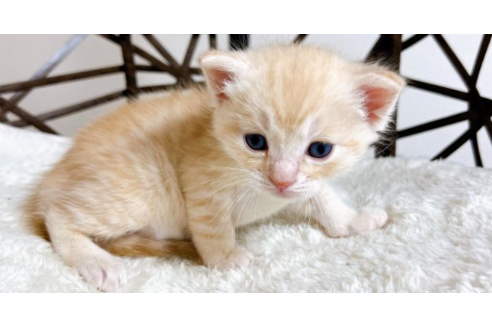 女の子のその他の猫種の子猫を探す 13ページ目 子猫ブリーダーナビ