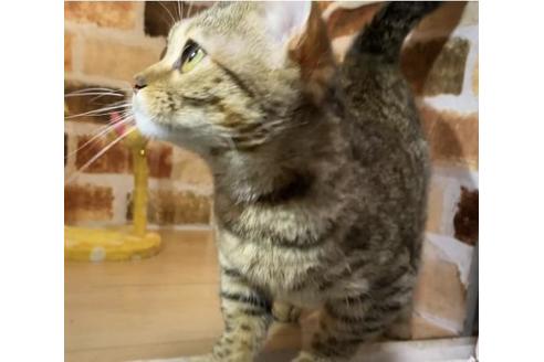 販売中の愛知県のジェネッタ-26274の4枚目
