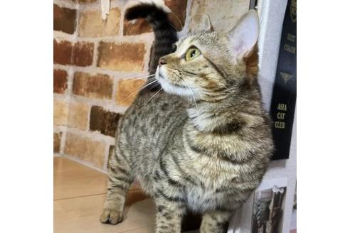 販売中の愛知県のジェネッタ-26274の2枚目