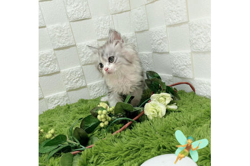 成約済の埼玉県のスコティッシュフォールド-26316の2枚目