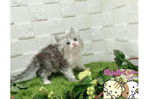 成約済の埼玉県のスコティッシュフォールド-26316の3枚目