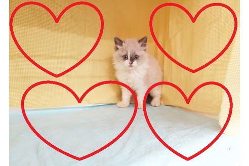 成約済の東京都のラグドール-26321の1枚目