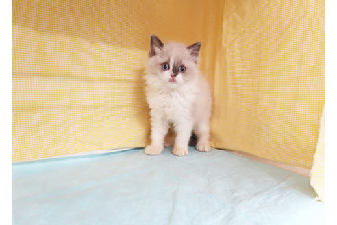 成約済の東京都のラグドール-26321の2枚目