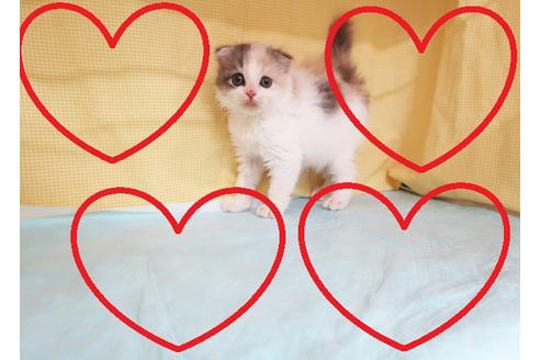 成約済の東京都のスコティッシュフォールド-26322の1枚目