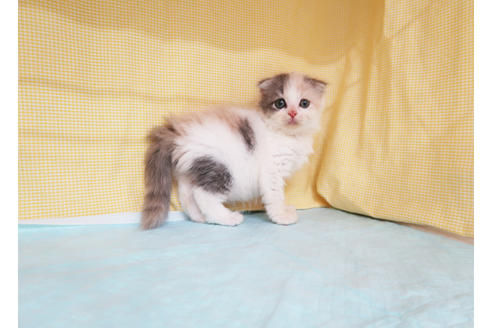 成約済の東京都のスコティッシュフォールド-26322の3枚目