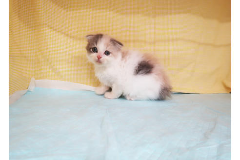 成約済の東京都のスコティッシュフォールド-26322の2枚目