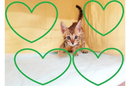 成約済の東京都のベンガル-26325の1枚目