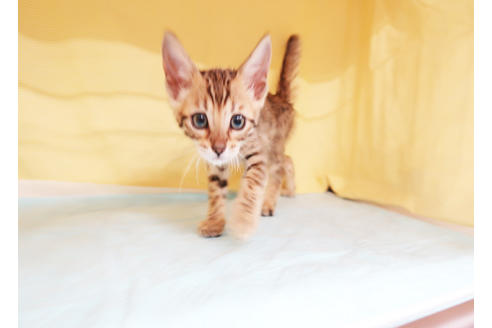 成約済の東京都のベンガル-26325の2枚目