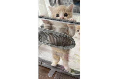 成約済の埼玉県のスコティッシュフォールド-25169の22枚目