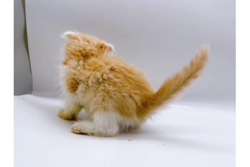 成約済の東京都のスコティッシュフォールド-26420の10枚目