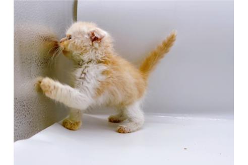 成約済の東京都のスコティッシュフォールド-26420の9枚目