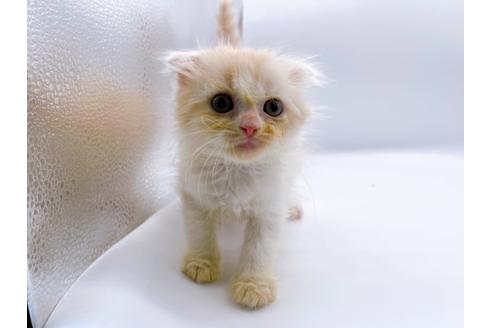 成約済の東京都のスコティッシュフォールド-26420の1枚目