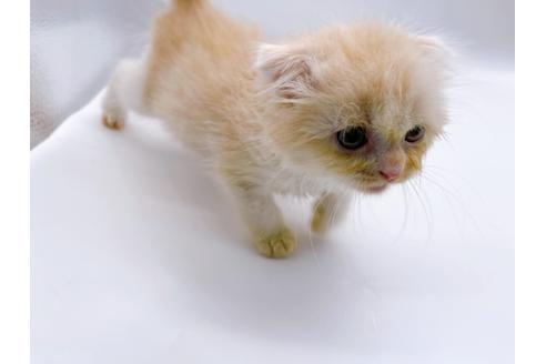 成約済の東京都のスコティッシュフォールド-26420の4枚目