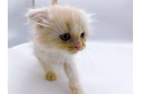 成約済の東京都のスコティッシュフォールド-26420の3枚目