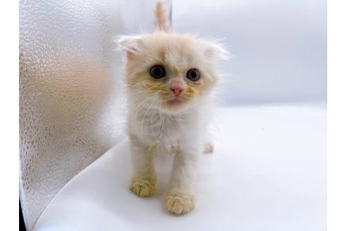 成約済の東京都のスコティッシュフォールド-26420の5枚目