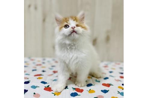 成約済の大阪府のラガマフィン-26375の5枚目