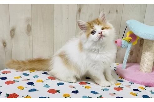 成約済の大阪府のラガマフィン-26375の6枚目