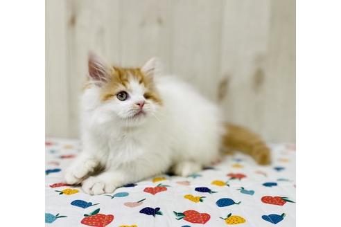 成約済の大阪府のラガマフィン-26375の3枚目