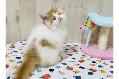 成約済の大阪府のラガマフィン-26375の4枚目