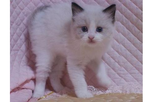 成約済の静岡県のラグドール-26382の3枚目