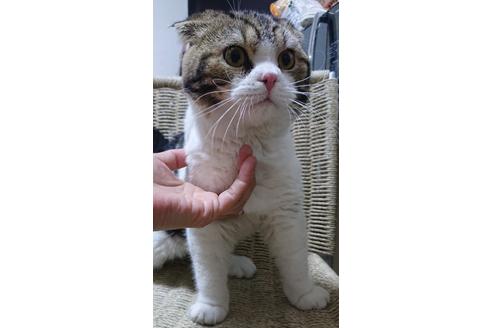 成約済の愛知県のスコティッシュフォールド-23841の12枚目