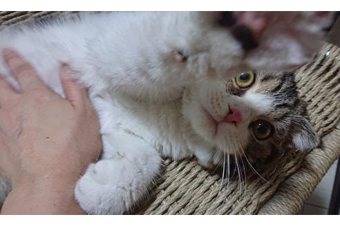 成約済の愛知県のスコティッシュフォールド-23841の9枚目
