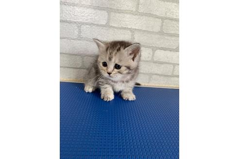 成約済ののその他の猫種-24325
