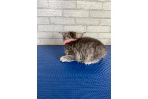 成約済の大阪府のその他の猫種-24325の3枚目
