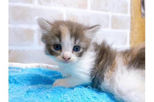 成約済の東京都のサイベリアン-27271の1枚目