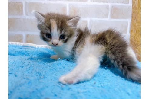 成約済の東京都のサイベリアン-27271の6枚目