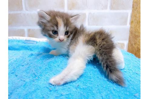 成約済の東京都のサイベリアン-27271の3枚目