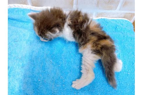 成約済の東京都のサイベリアン-27271の4枚目