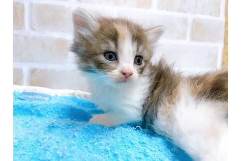 成約済の東京都のサイベリアン-27271の2枚目