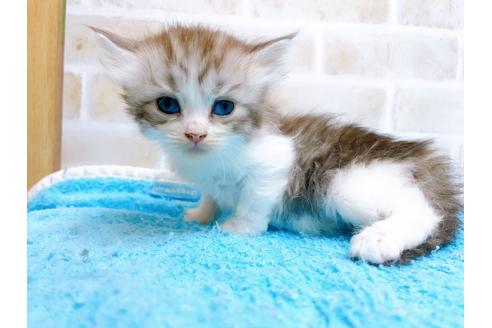 成約済の東京都のサイベリアン-27262の1枚目