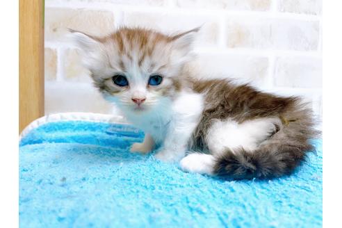 成約済の東京都のサイベリアン-27262の2枚目