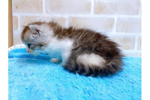 成約済の東京都のサイベリアン-27262の3枚目